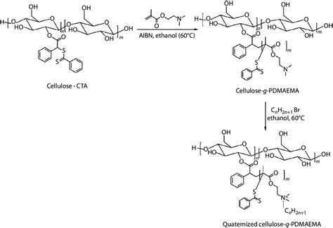 Scheme 7 6 Pdmaema Grafting Into Cellulose Via Raft Polymerization Download Scientific Diagram