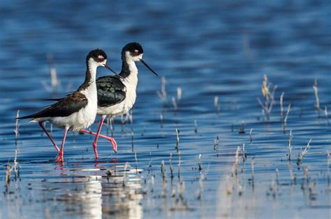 Stilts on Parade - Wildlife - Photo.net