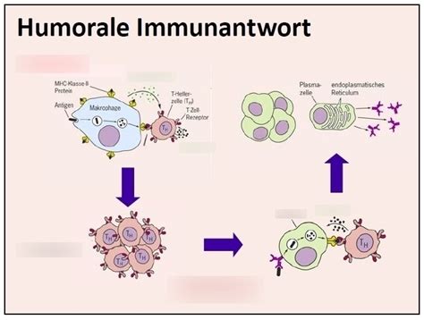 Schaubild Humorale Immunantwort Quizlet