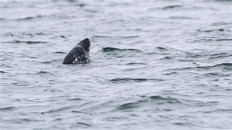 Hawa Un Surfeur Attaqu Par Un Requin Meurt De Ses Blessures