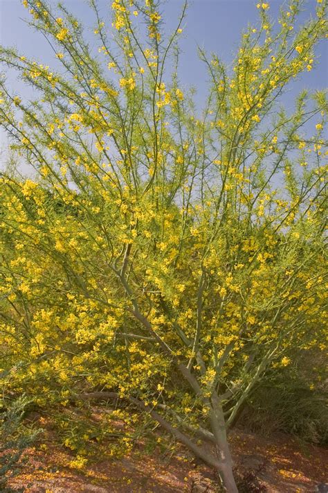 Desert Museum Palo Verde, Cercidium x 'Desert Museum', Monrovia Plant