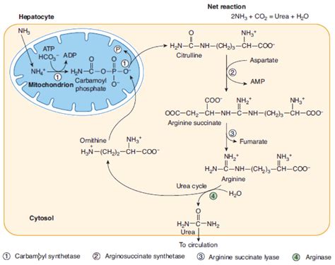 Write Reaction Of Formation Of Carbamoyl Phosphate During Urea Cycle