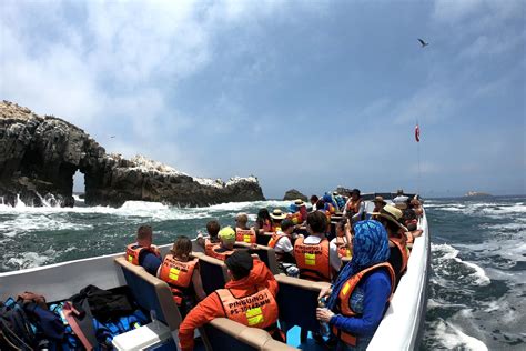 Palomino Islands Speedboat Trip Swimming With Sea Lions From Callao