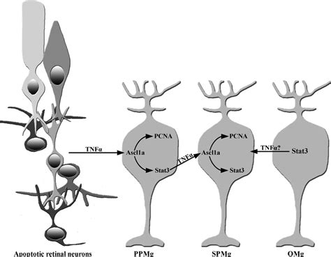 Model Of Tnf Signaling In The Initiation And Amplification Of Müller