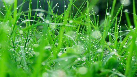 Hd Grass Wallpaper 75 Pictures Wallpaperset