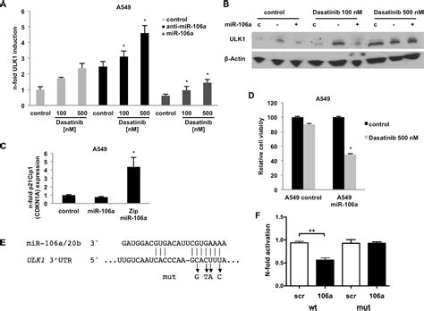 Microrna 106a Targets Autophagy And Enhances Sensitivity Of Lung Cancer