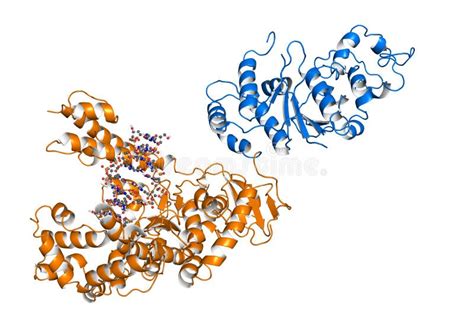 Taq polymerase stock illustration. Illustration of metabolism - 30162518