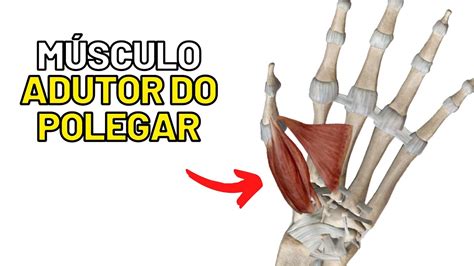 M Sculo Adutor Do Polegar Miologia Da M O Aula De Anatomia Humana