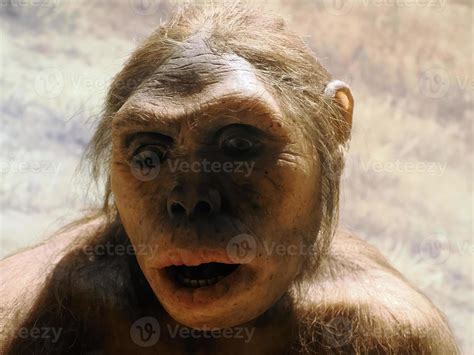 Neanderthal Prehistoric Woman Lucy Style Evolution Display 17367159