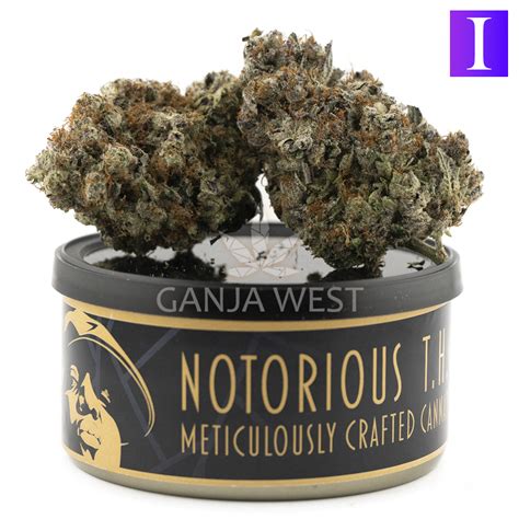 Notorious THC Craft White Widow X Bubblegum 7 Grams Ganja West