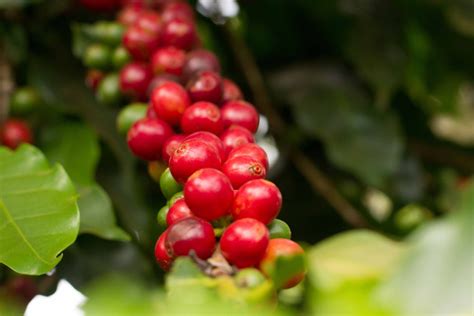Kaffee aus Peru – SIMON & BEARNS Coffee Roasters