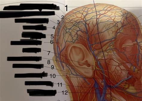 ANATOMY 1 Head Neck Simple Flashcards Quizlet