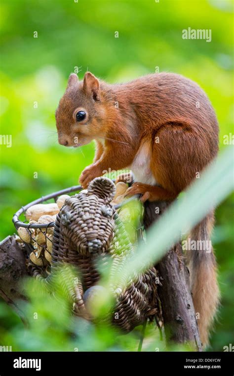 British Red Squirrel Stock Photo - Alamy