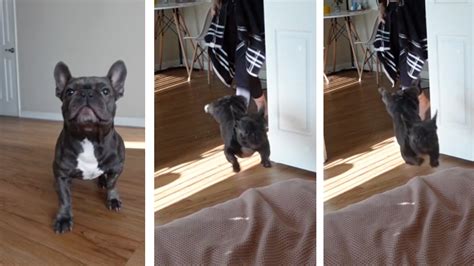 French Bulldog’s Hilarious Bed-Jump Fail Will Have You in Stitches ...