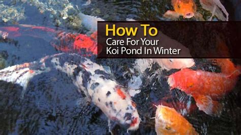 How To Care For Your Koi Pond In Winter Video