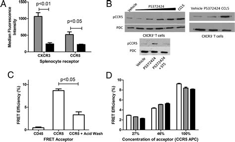 Chemokine Receptor Cxcr3 Agonist Prevents Human T Cell Migration In A