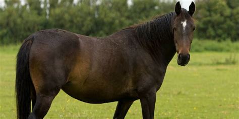 What Is Smokey Black All About Black Horses With The Influence Of A