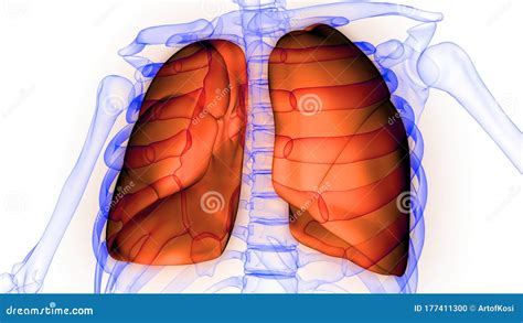 Longen Een Deel Van De Anatomie Van De Menselijke Luchtwegen Xray 3d