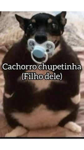 Cachorro Chupet O Viral Shorts Youtube