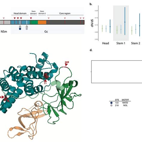 A Hypothetic Model Of The Evolution Of The Orov Genome The Schematic