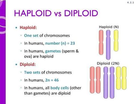 Haploid Vs Diploid