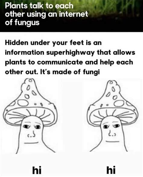 Fungi smart : r/memes