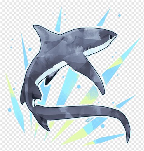 Tiger Shark Pelagic Thresher Common Thresher Drawing Sharks Marine