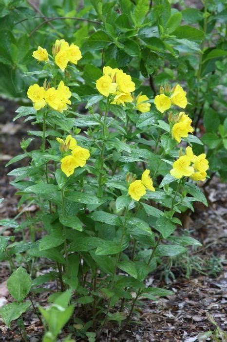 Sundrops Oenothera Fruticosa From New England Wild Flower Society