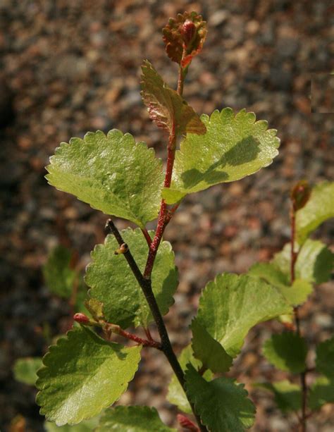 Bog Birch, Scrub Birch (Betula glandulosa), Pacific northwest native