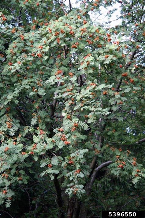 European Mountain Ash Sorbus Aucuparia