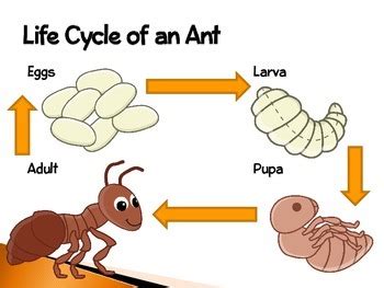 Ants An Interactive Presentation Of Their Life Cycle By Smart Chick