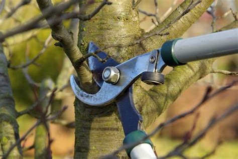 Quand Tailler Les Arbres Fruitiers Gamm Vert