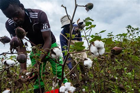 Sustainable And High Yield Organic Cotton From Tanzania Giz De