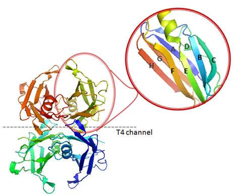 Figure 3 X Ray Structure Of TTR The Endotext NCBI Bookshelf