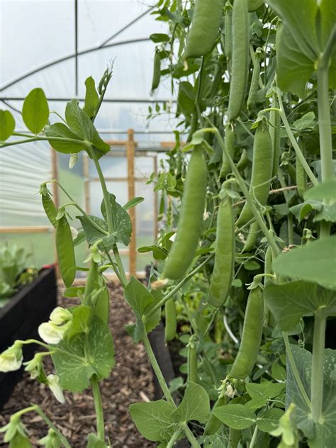 How To Grow Runner Beans Polytunnel Gardening