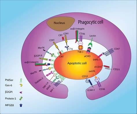 Efferocytosis Molecular Mechanisms And Pathophysiological Perspectives