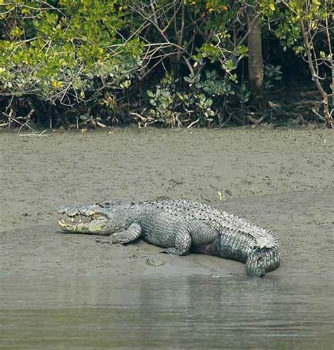 sundarban: Crocodiles of the Sundarban