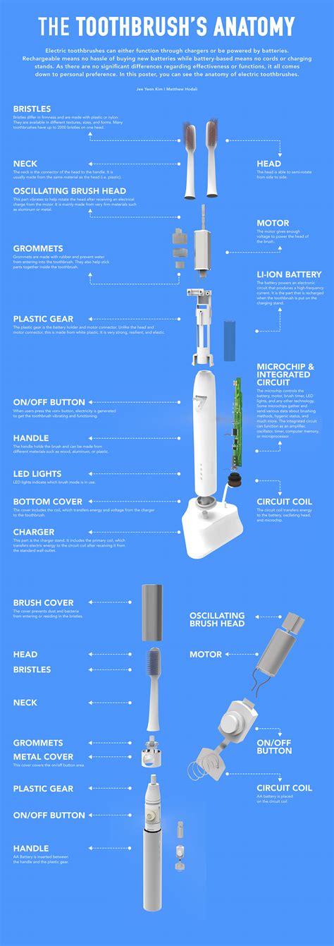 Toothbrush Infographic On Behance