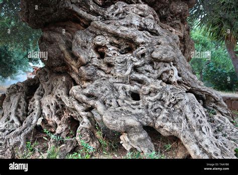 Oldest olive tree in Greece - Vouves Tree in Crete island. One of ...