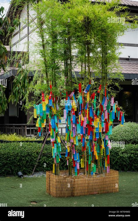 Hangs Coloured Paper Strips Tanzaku On Bamboo Branches For Good