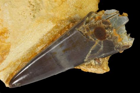 1.35" Fossil Xiphactinus Pre-Maxillary Tooth in Situ - Kansas (#136438) For Sale - FossilEra.com