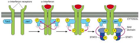 Interferon Pathway Diagram Labeled