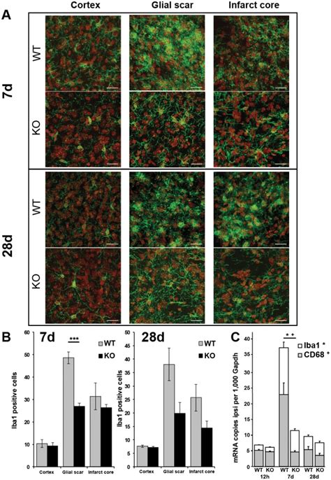 A Post Ischemic Iba1 Positive Cells Green Displayed The Typical