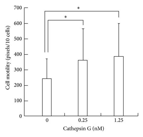 Cathepsin G Increases The Motility Of Mcf 7 Cells A Time Course Of Download Scientific