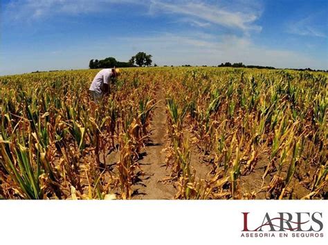 Seguros Para El Cultivo Lares Cada Año Ocurren Fenómenos Climáticos Catastróficos Que Ponen En