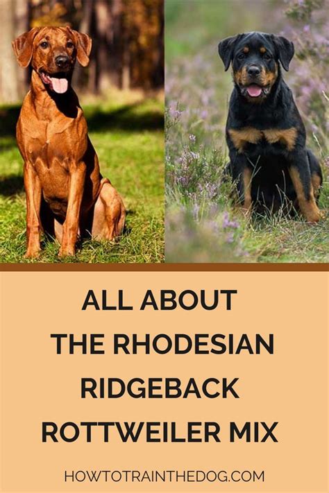 All About The Rhodesian Ridgeback Rottweiler Mix (With Pictures ...