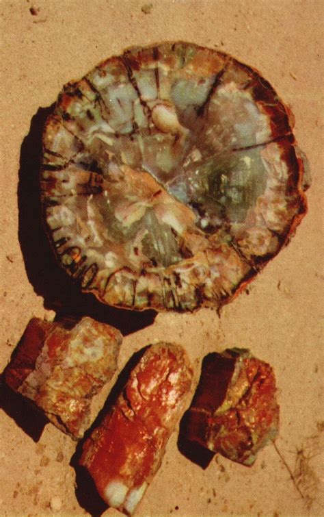 Vintage Postcard Petrified Log Cross Section And Chips Petrified Forest