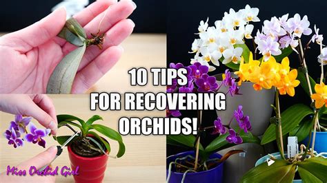 Missorchidgirl 10 Tips That Help Orchids Recover From Shock Orchid Tips For Beginners