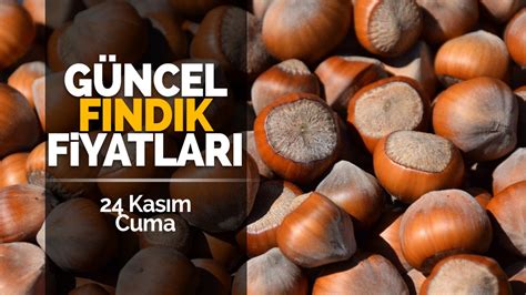 24 Kasım Cuma Güncel Fındık Fiyatları Haberfokus