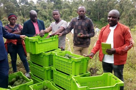 Wakulima Walalamikia Kushuka Kwa Soko La Parachichi Mwananchi